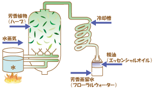 エッセンシャルオイルの水蒸気蒸留